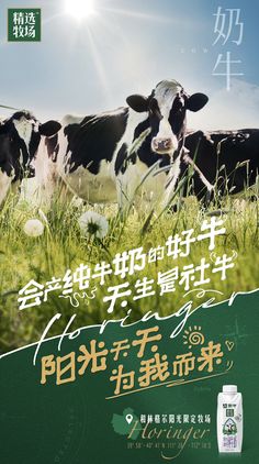 an advertisement featuring cows in the grass with chinese writing on it's front and back