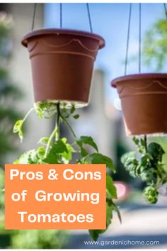 two hanging potted plants with the words pros and cons of growing tomatoes