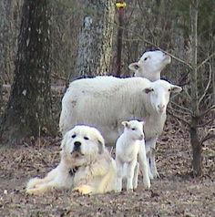 three sheep and two lambs in the woods