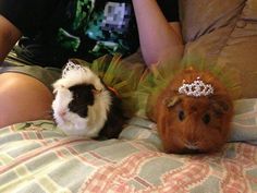 two guinea pigs wearing tiaras sitting on a bed with a woman in the background