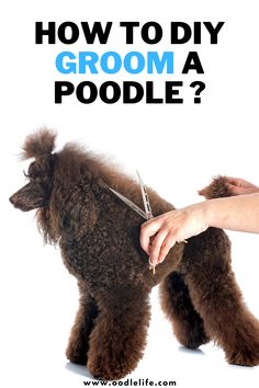 a poodle being groomed by someone with the text how to diy groom a poodle?