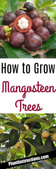 how to grow mangosteen trees