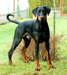 a large black and brown dog standing on top of a grass covered field next to a fence