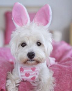 a small white dog wearing bunny ears on top of a pink bedding with pillows