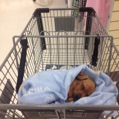 a dog sleeping in a shopping cart with a blue blanket on it's back