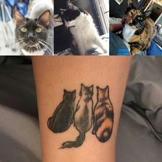 four different pictures with cats on them and one has a cat's paw in the middle