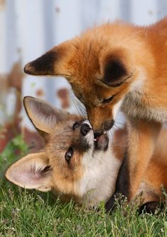 two small foxes are playing with each other in the grass, and one is rubbing its face against another's ear