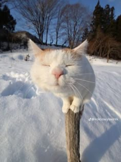 a white and orange cat sleeping on top of a wooden post in the snow with its eyes closed