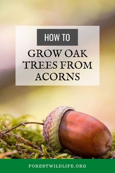 an acorn on moss with the title how to grow oak trees from acorns