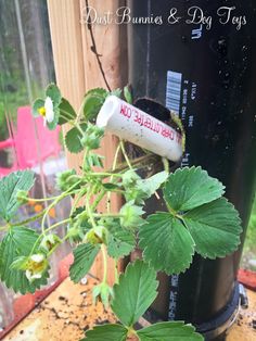 a close up of a plant growing out of a trash can