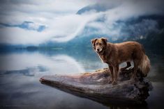 a dog standing on top of a log in the water