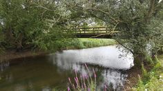 a bridge over a small river in the middle of a field with wildflowers