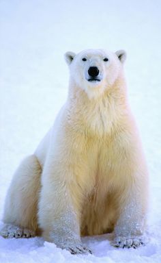 a polar bear is sitting in the snow