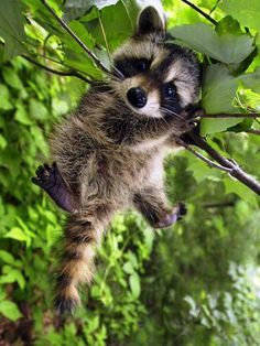 a raccoon is hanging from a tree branch