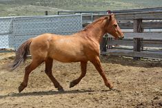 a brown horse running in an enclosed area