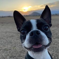 a small black and white dog standing on top of a dry grass field with the sun setting in the background