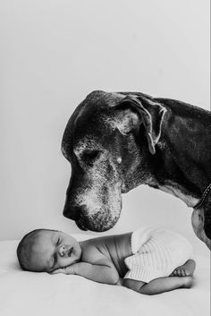 Dog and newborn photoshoot, Great Dane and newborn baby, pet photography, protective dog Dog Newborn Photography, Dog And Newborn Pictures, Newborn Dog Photography, Baby And Dog Photography, Newborn Photography With Dog, Maternity Photography With Dog, Great Dane Photoshoot, Great Dane Family Pictures, Lifestyle Newborn Photography With Dog