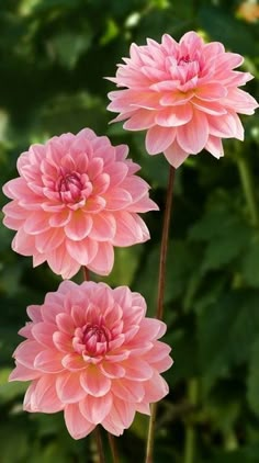 three pink flowers with green leaves in the background