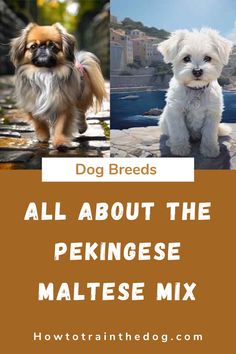 two small dogs standing next to each other with the words dog breeds all about the pekingese maltese mix