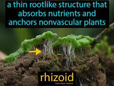 Rhizoid definition: A thin rootlike structure that absorbs nutrients and anchors nonvascular plants. Grass Species, Plant Physiology, Science Models, Science Rules, Biology Facts, Indian History Facts, Biology Teacher, Science Nerd, Science Notes