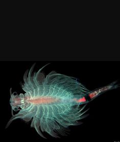 an image of a fish that is glowing in the dark