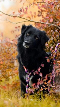 a black dog wearing a purple and pink tie sitting in the grass next to a tree