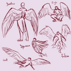 some drawings of different types of birds and their wingspans are shown in this image