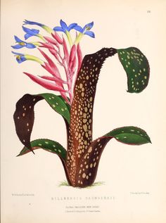 an illustration of a plant with blue and pink flowers