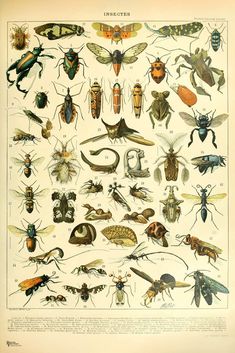 an antique insect poster with many different types of bugs and other insects on it's back