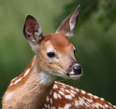 a young deer is looking at the camera