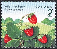 a postage stamp with strawberries on the branch and leaves in front of trees, canada