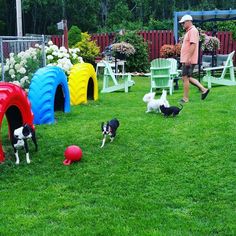 several dogs are playing in the yard with their owner and two other dogs, including one black and white dog