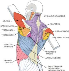 the muscles are labeled in this diagram