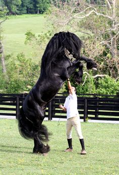 a black horse is standing on its hind legs