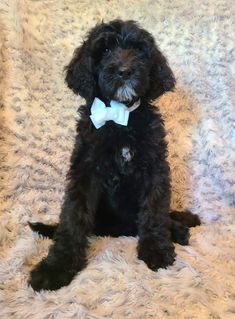 a black dog with a white bow tie sitting on a fluffy carpeted bed looking at the camera