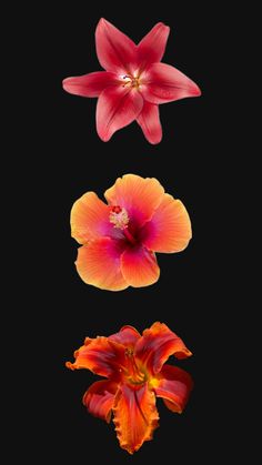 three different types of flowers are shown in the dark background, including one red flower and one orange flower