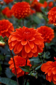 many orange flowers with green leaves in the background