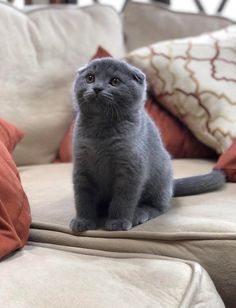 a small gray kitten sitting on top of a couch