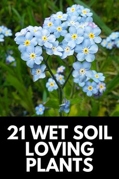 blue flowers with the words, 21 wet soil loving plants