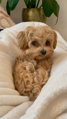 a small brown dog laying on top of a white blanket next to a potted plant