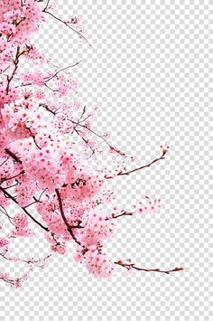 pink flowers are blooming on the branches of trees, against a white sky background