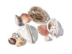 several seashells are shown on a white background