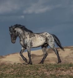 a white and black horse standing on top of a grass covered hill under a cloudy sky