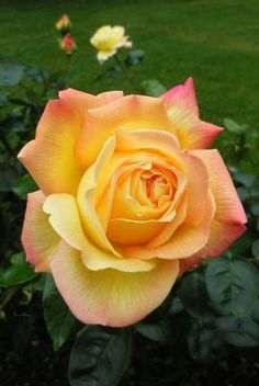 a yellow and pink rose is in the middle of some green grass with other flowers behind it