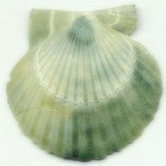 an image of a shell on a white background