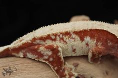 an orange and white gecko sitting on top of a piece of wood next to another animal