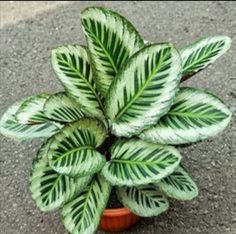 a potted plant with green and white leaves