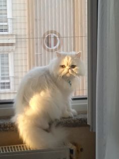 a white cat sitting on top of a window sill