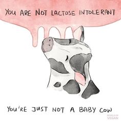 a drawing of a cow with the words you are not lactose intole rant