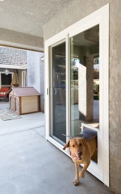 a brown dog standing on top of a patio next to a sliding glass door that leads into a backyard